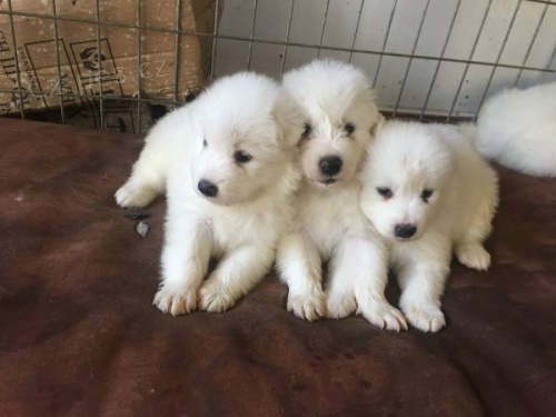 Roztomilá samojed štěňata Roztomilá samojed štěňata