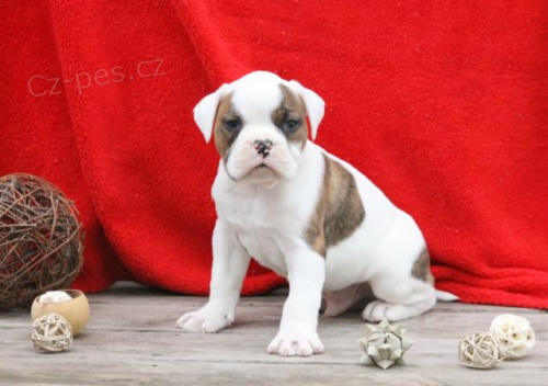 fantastick� americk� buldok �t��ata k dispozici
