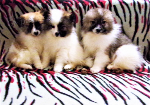 N�meck� �pic s PP