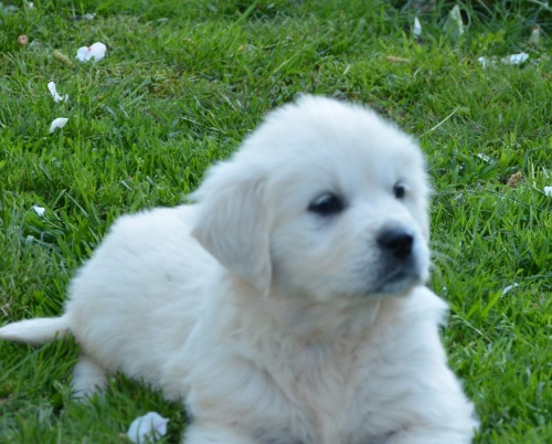 �t��ata zlat�ho retr�vra 