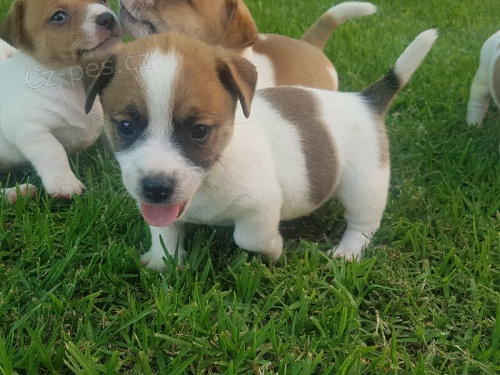rozkošná jack russell štěňátka rozkošná jack russell štěňátka