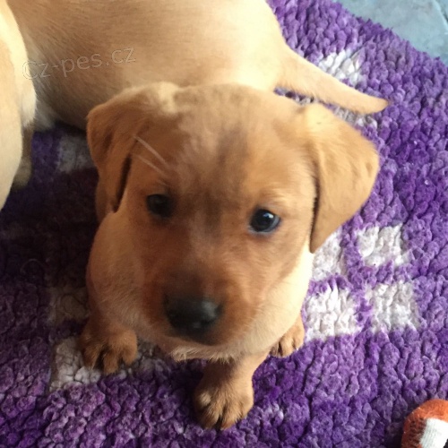 �t��ata labradorsk�ho retr�vra