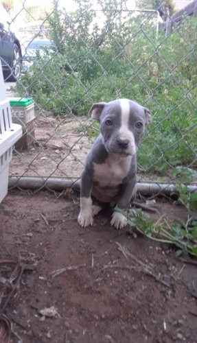 Pitbull teriér štěňata Pitbull teriér štěňata