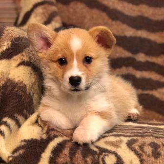 pembroke welsh corgi štěňata pembroke welsh corgi štěňata