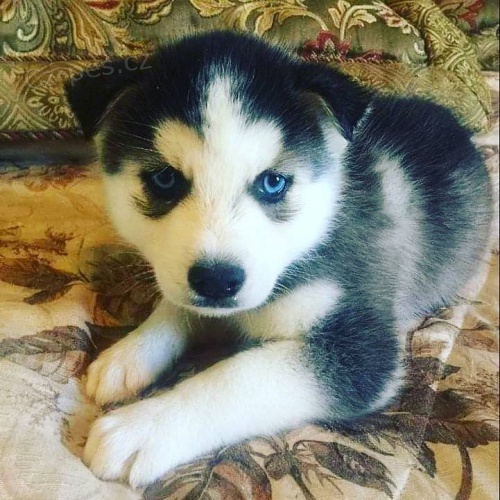 Modré oči sibiřský husky Modré oči sibiřský husky