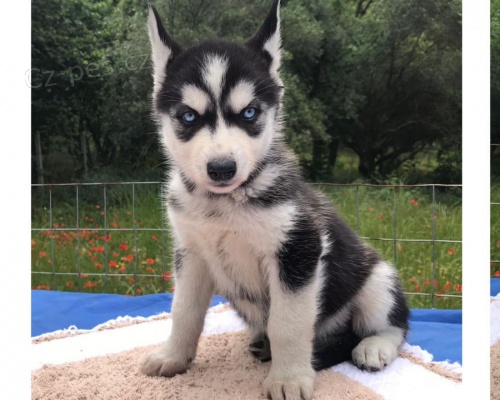 Modré oči sibiřský husky Modré oči sibiřský husky