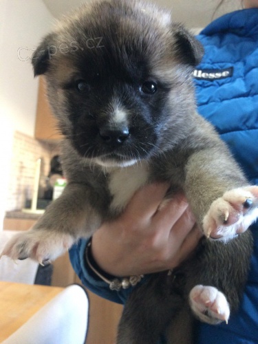 dispozici krásná štěňátka akita tří měsíců dispozici krásná štěňátka akita tří měsíců