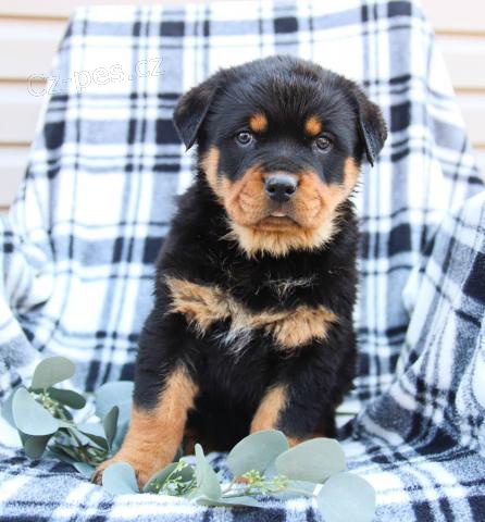 Loaj�ln� �t��ata Rottweiler