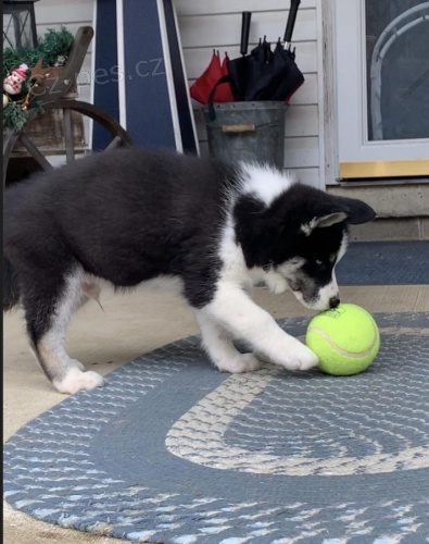 Sibi�sk� Husky �t��ata p�ipravena k p�ijet�