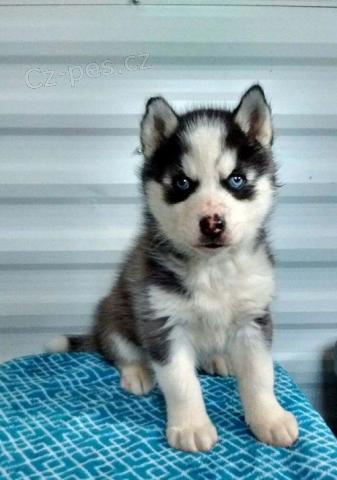 Docela sibi�sk� Husky �t�n�