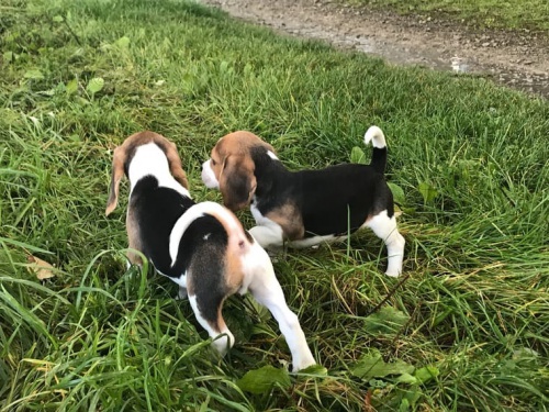 Mu�sk� a �ensk� Beagle