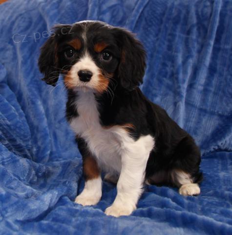 mil��ek kaval�r king charles �pan�l �t��ata