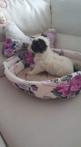 York��rsk� terrier s PP