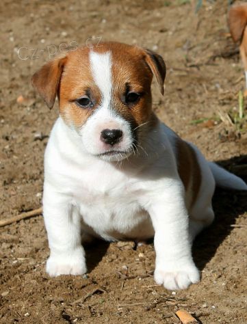 JACK RUSSELL TERRIER PUPPIES K DISPOZICI JACK RUSSELL TERRIER PUPPIES K DISPOZICI