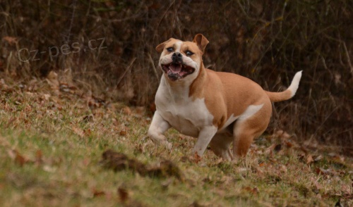 Kontinentaln� buldok