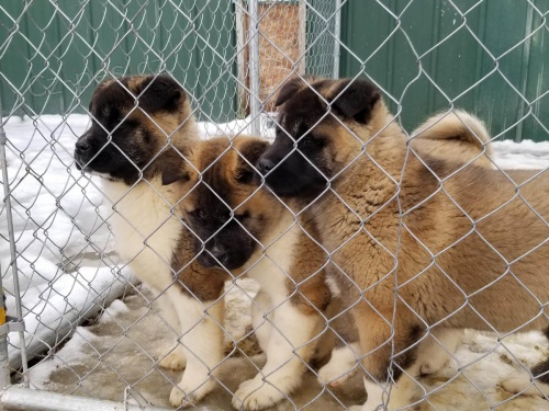 akita inu štěňata k adopci akita inu štěňata k adopci