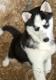 Aljašský Husky štěňata k adopci Aljašský Husky štěňata k adopci