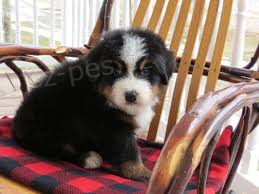 �t��ata Bernsk� sala�nick� pes