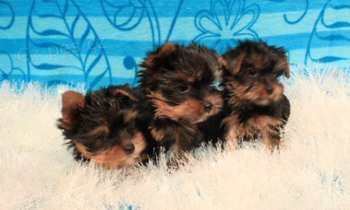 Registrované štenátka Yorkie pro ad Registrované štenátka Yorkie pro ad