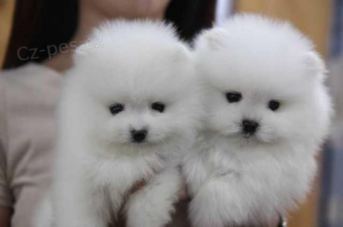 Pomeranian s P.P. Pomeranian s P.P.