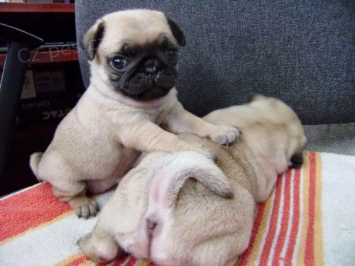 Mops Mops