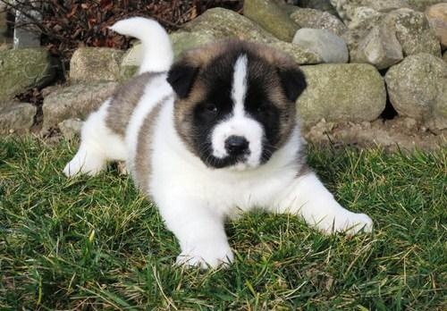 Akita - inu Akita - inu