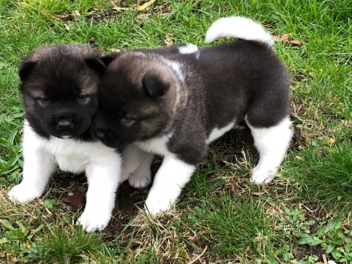 štěňátka akita inu štěňátka akita inu