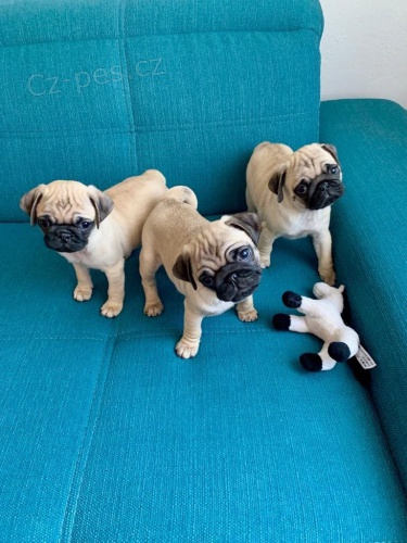 �t���tka carlino