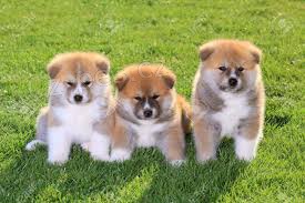 Rodinná štěňátka Akita Inu  Rodinná štěňátka Akita Inu