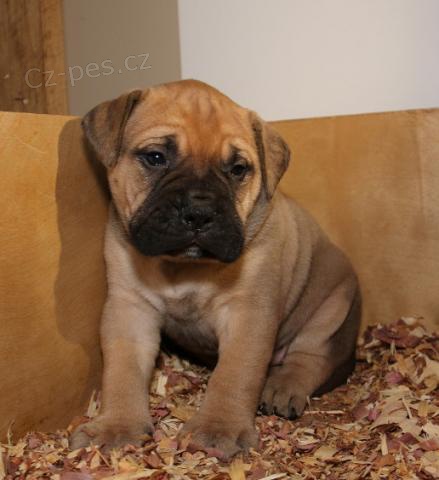 Hezk� Bullmastif �t��ata