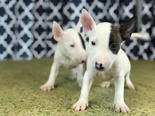 Nab�dka Miniaturn� teri�r �t��ata