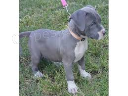 dvě štěňátka Pitbull nyní k dispozici dvě štěňátka Pitbull nyní k dispozici