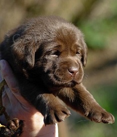 Labradorský retrívr- štěnátka s PP Labradorský retrívr- štěnátka s PP