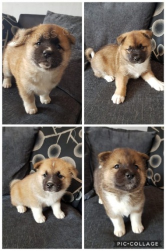 zdravá štěňátka Akita inu zdravá štěňátka Akita inu