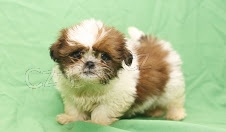 �t��ata Shih Tzu