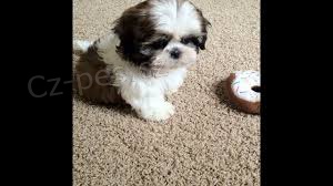 krásná štěňata Shih Tzu připravená pro vás krásná štěňata Shih Tzu připravená pro vás