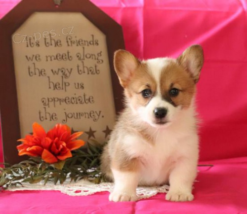 Rozko�n� vel�tina Corgi (Pembroke) �t��ata