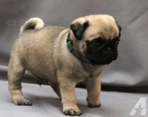 Mops bez PP Mops bez PP