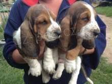 Basset hound štěňata k dispozici Basset hound štěňata k dispozici