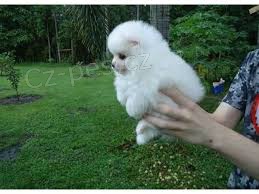 dvě krásná špic pomeranian štěňata dvě krásná špic pomeranian štěňata