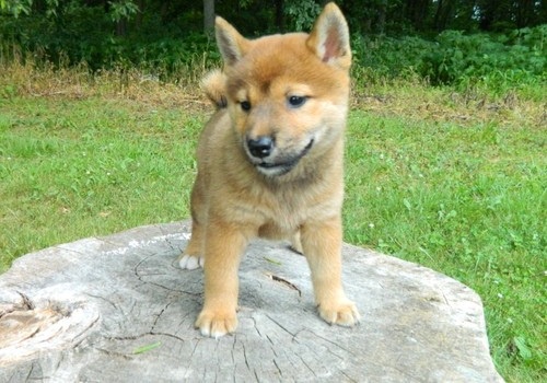 Rozkošný Shiba-Inu štěňata připravena na nový domov Rozkošný Shiba-Inu štěňata připravena na nový domov