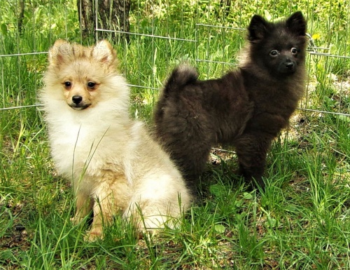 N�meck� �pic s PP