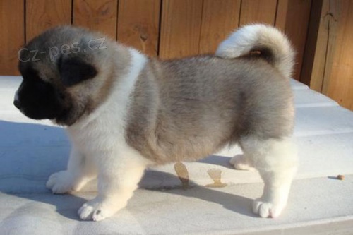 Akita-inu štěňata na prodej Akita-inu štěňata na prodej