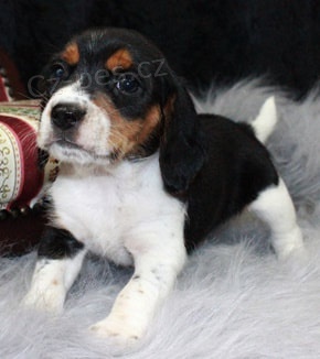 Nádherná štěňata Beagle pro přijetí Nádherná štěňata Beagle pro přijetí