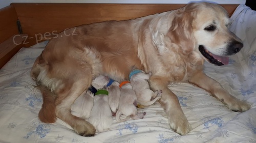 Prod�m �t��ata Zlat�ho retr�vra s PP