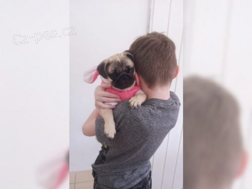 mops štěňata k dispozici mops štěňata k dispozici