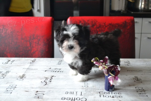 štěňata havanese jsou k dispozici štěňata havanese jsou k dispozici