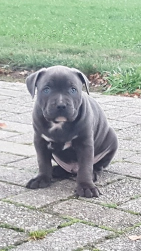 přátelská pitbull štěňátka k přijetí přátelská pitbull štěňátka k přijetí