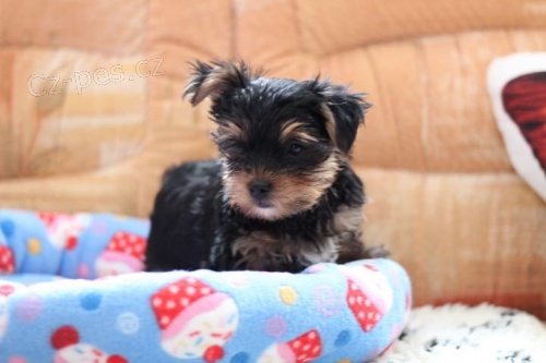 Hrav� jork��rsk� �t���tka k adopci