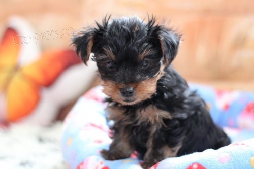 Hrav� jork��rsk� �t���tka k adopci